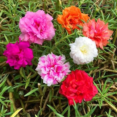 Miniatura 7 de Semillas mixtas de rosa de musgo, 1000 semillas 'Portulaca Grandiflora', flores para bonsái, jardín, balcón, tolerante al calor, resistente a la