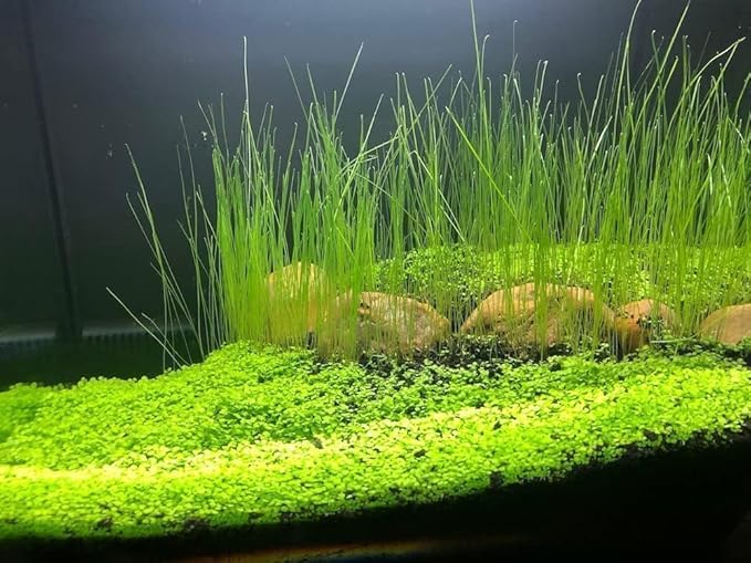 Aquatic Plant Seeds for Live Aquarium Plants, 4 Types Fast-Growing Aquatic Plants Seeds, High Germination Rate Live Plants for Aquarium, Fish Tank Landscaping Aquatic Weed Seeds — view 6
