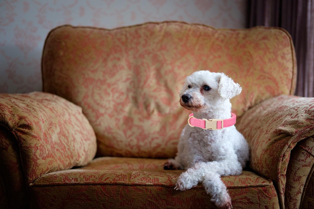 YUDOTE Soft Corduroy Dog Collar with Plastic Clip - Comforty and Adjustable for Small Dog Daily Using in Fuchsia - Image 4
