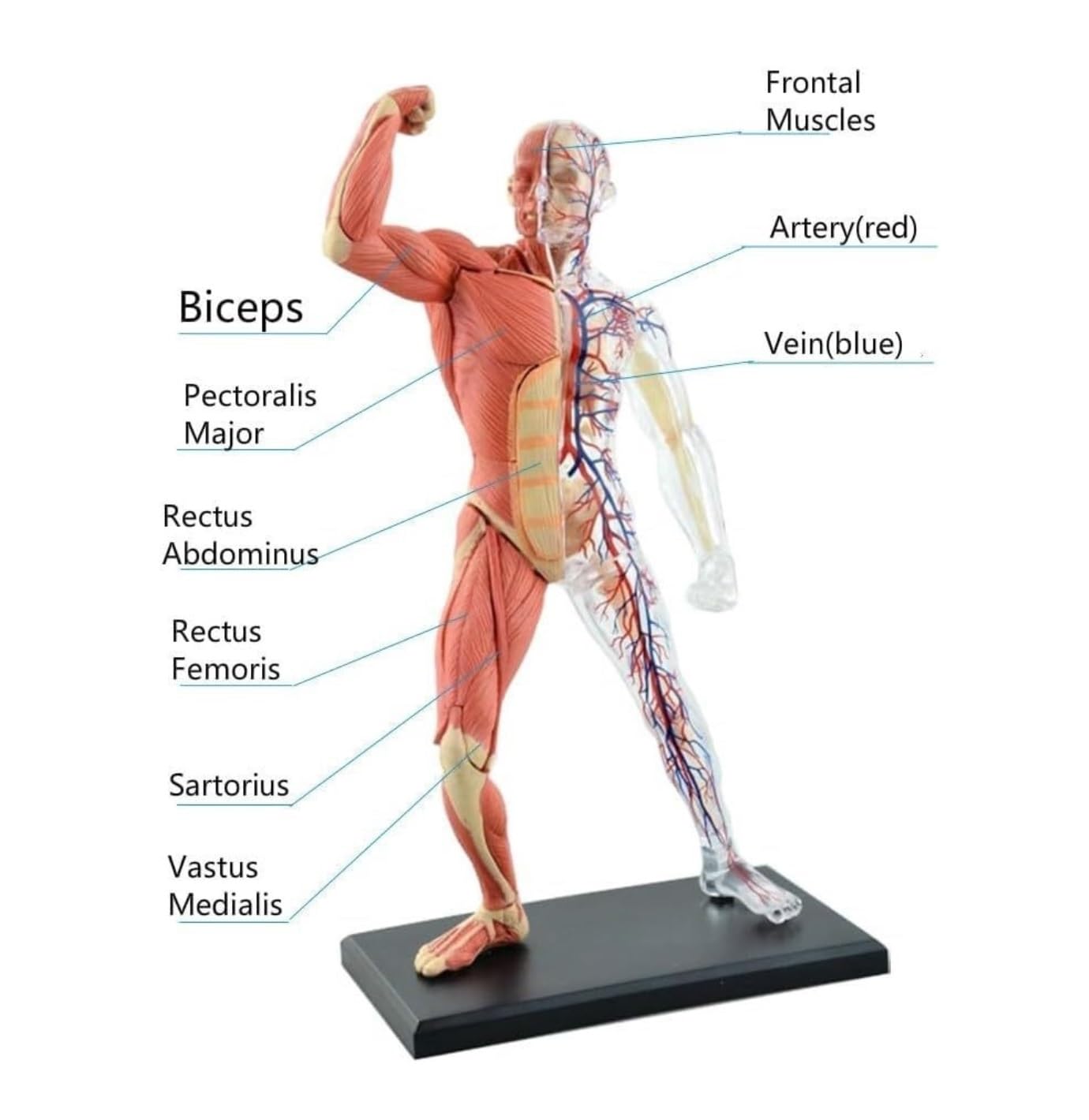 Anatomía De La Educación Modelo De Anatomía del Músculo Humano Ensamblado, Médico Anatómico, Cuerpo Transparente Humana, 46 Uds Muñeca de Anatomía