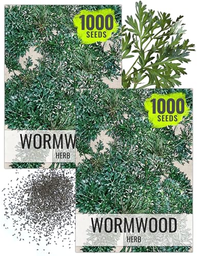 Seed Needs Wormwood Seeds for Planting - Non-GMO, Heirloom & Untreated Perennial Herb - Medicinal Herbs for Digestion & Gut Health (2 Packs)
