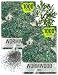 Seed Needs, Wormwood Herb (Artemisia Absinthium) Twin Pack of 500 Seeds Each Non-GMO