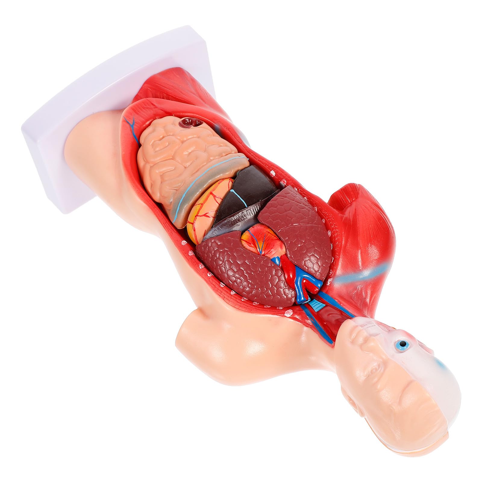 NUOBESTY Anatomisches Herzmodell zur Anschaulichen Demonstration aus Pvc Menschliches mit 15 Abnehmbaren Teilen Zerlegbares Dissektionsmodell für Krankenhäuser und Schulen