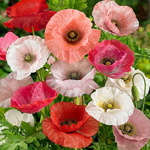 Outsidepride Papaver Rhoeas Mother of Pearl Corn Poppy Flower Seed Mix - 500 Seeds Outsidepride Papaver Rhoeas Mother of Pearl Corn Poppy Flower Seed Mix - 500 Seeds