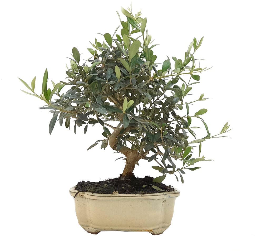 BONSAI NATURAL PARA EXTERIOR DE OLIVO 10 AÑOS (OLEA EUROPA) PRODUCE FRUTO y FLORACIÓN