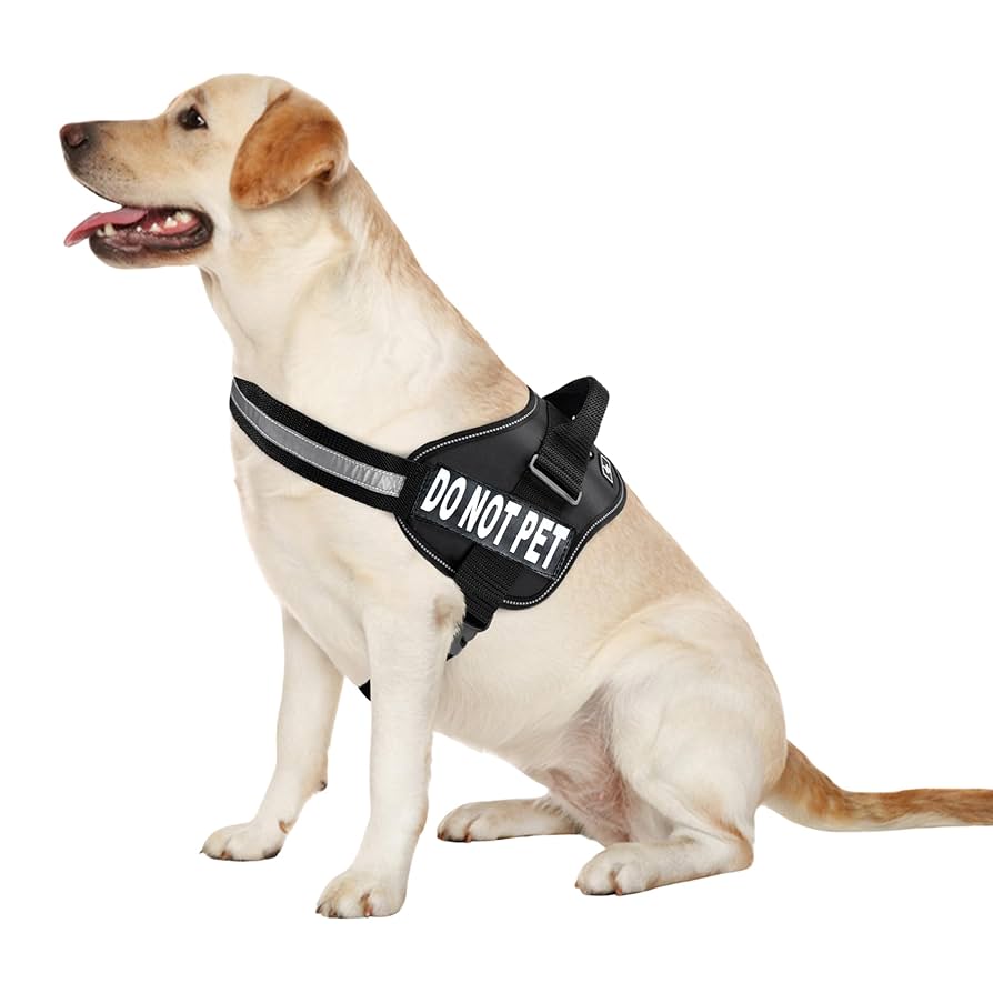 Do Not Pet Dog Harness: Essential Safety Tips Every Owner Needs