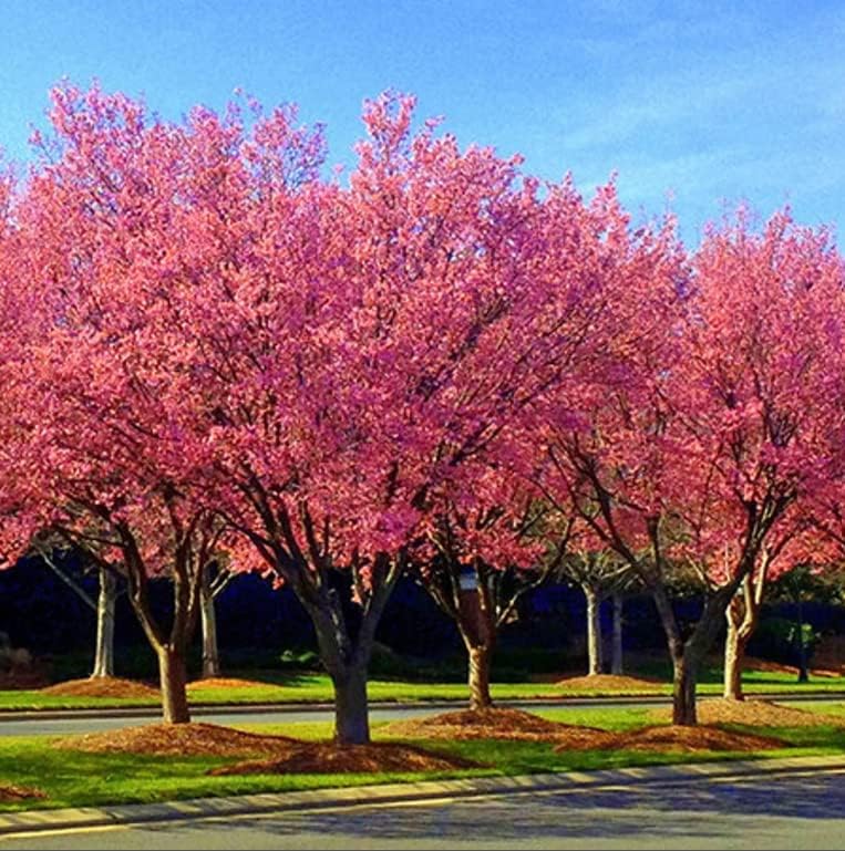 Okame Flowering Cherry Tree - 6-12" Tall Seedling - 2.5" Pot - Live Plant - Prunus 'Okame'