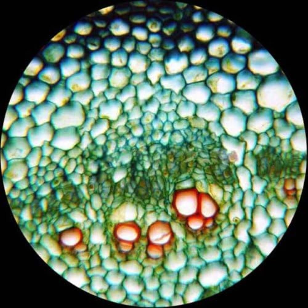 Microscopio compuesto trinocular LED de laboratorio 2000X con etapa mecánica 3D + cámara de 10MP