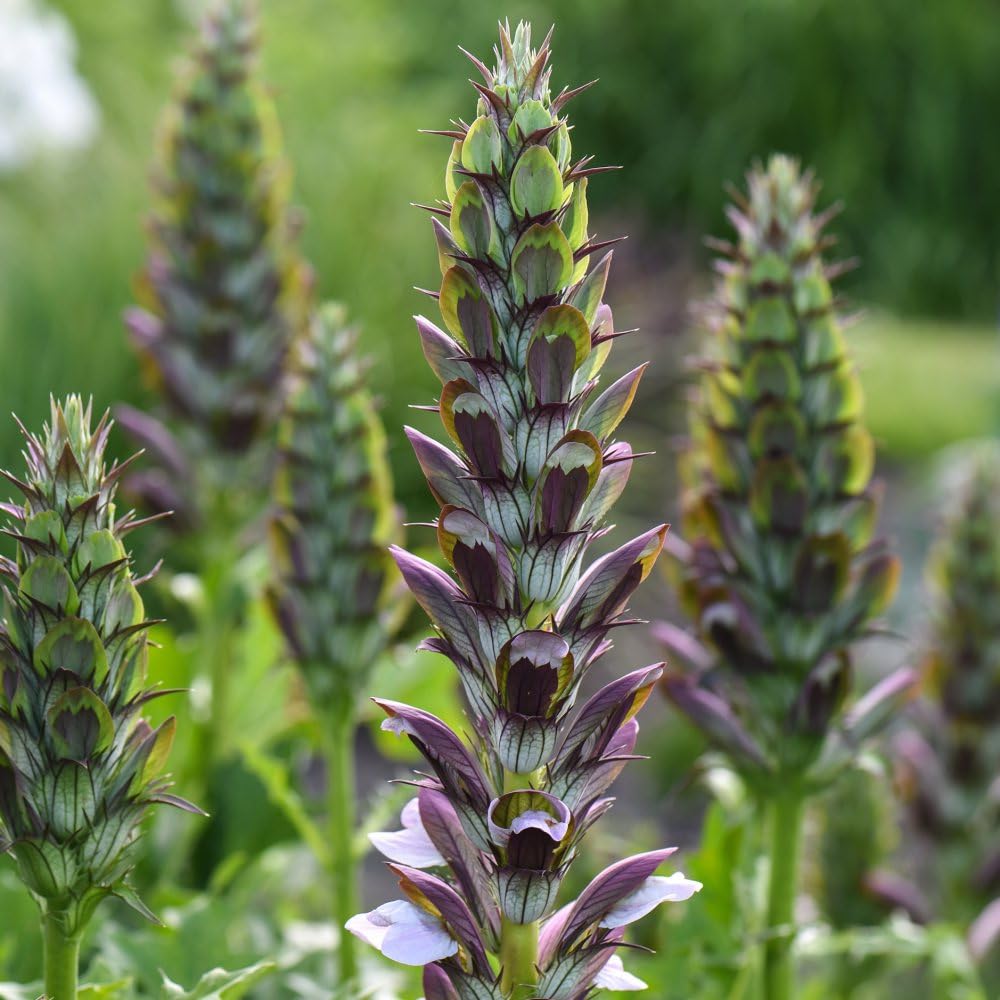 Acanthus Mollis - Majestic Specimen Plant with White Spikes, Hardy Perennial, Glossy Foliage, 2X 9cm Potted Plant By Thompson & Morgan