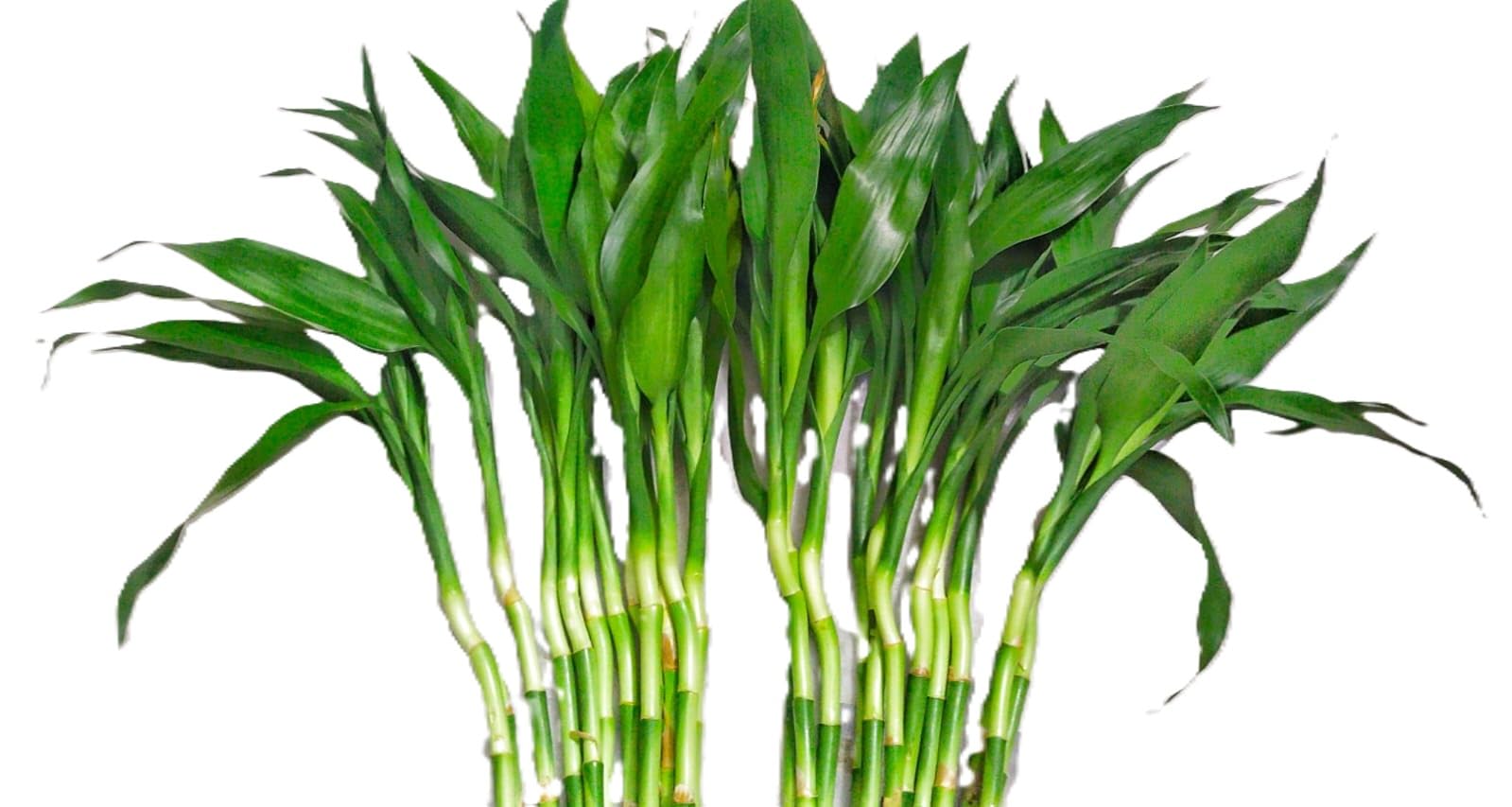 Unnati 9 Group Unnati9Group Lucky Bamboo Straight Sticks 60 Cm Live Plant Pack Of 20 3