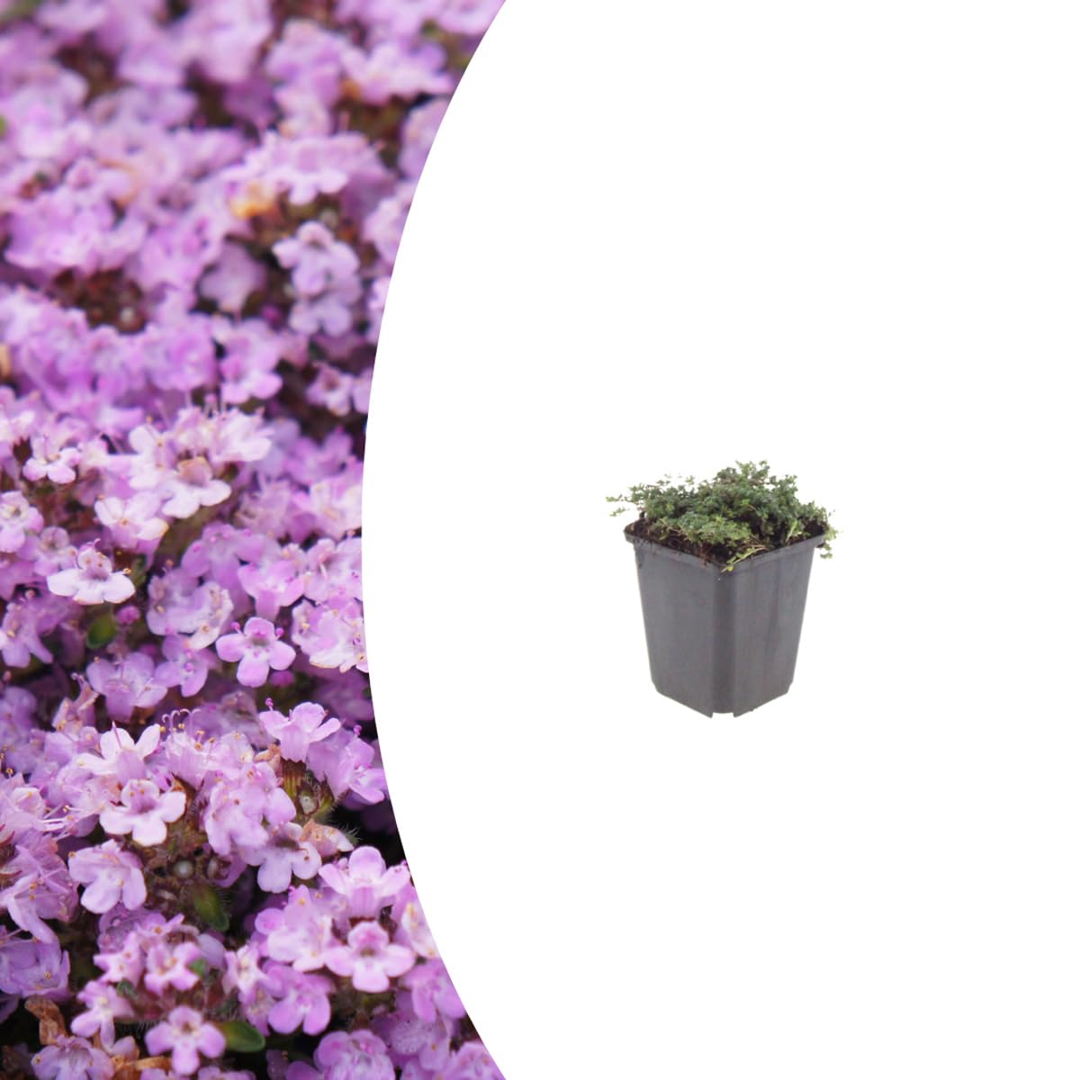 Thymus praecox 'Purple Beauty' | 12 Stück - 10-25cm - Ø9cm - Gartenpflanze