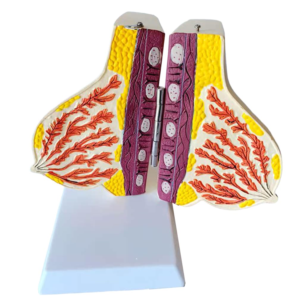YRQMGSF Human Breast Lactation Model - Pregnant Breast Model - for Breastfeeding Trainning Lactation Doctor Nursing