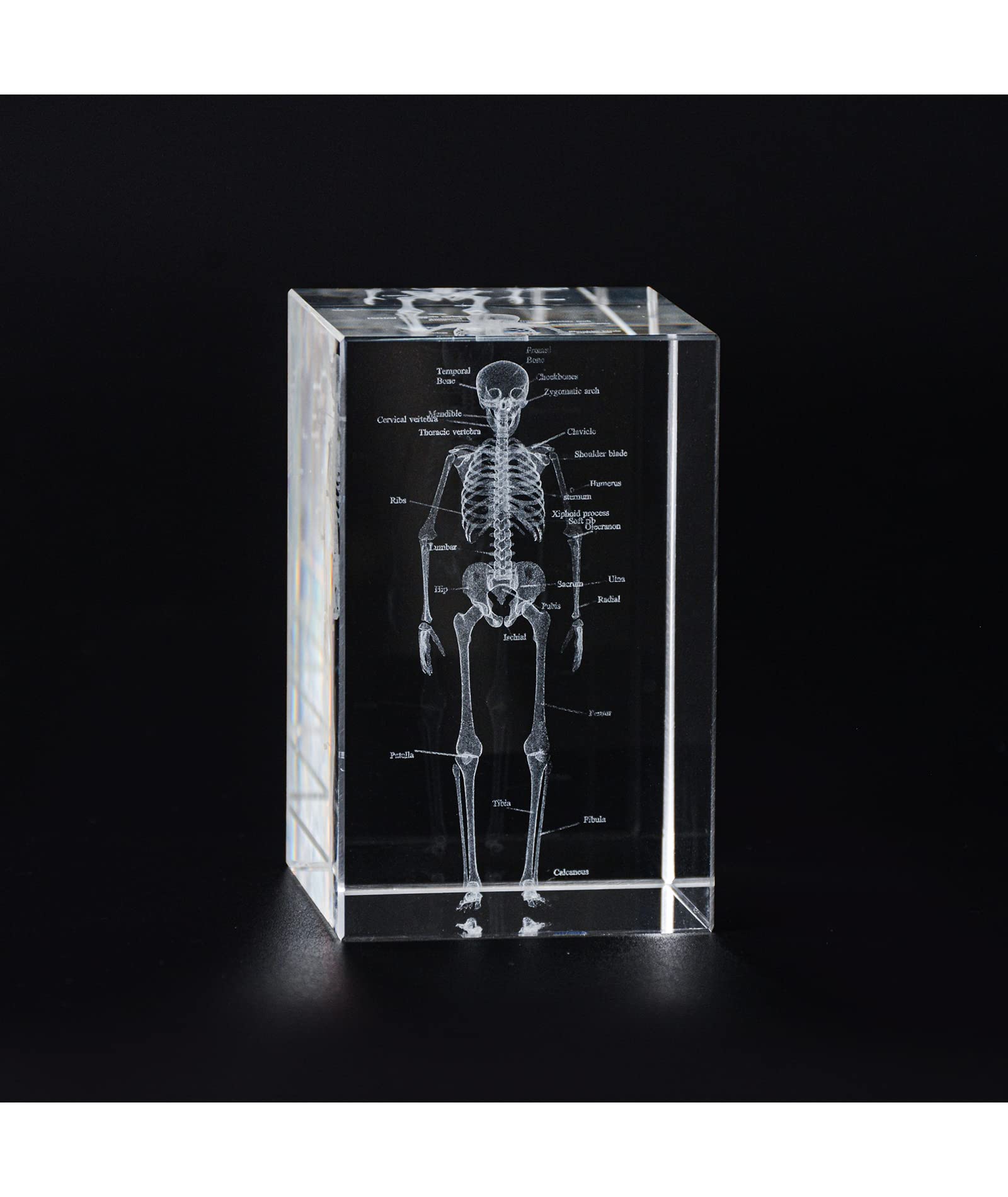 Ultrassist 3D Human Skeleton Crystal Model, Laser Etched Anatomical Model for Home and Office Decoration, Osteologists Gifts