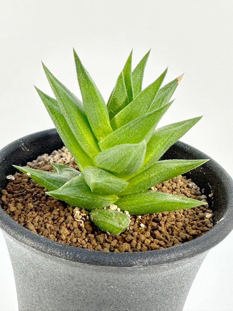 Amazon.co.jp: 硬葉 ハオルシア 原種 haworthia sp アフリカ原産
