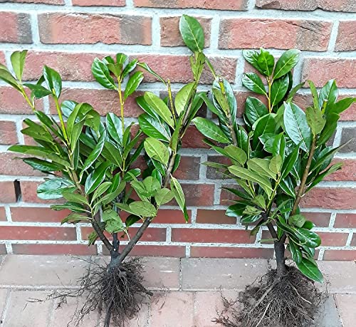 20 Kirschlorbeer Pflanzen Prunus laurocerasus Novita (wn) kräftige Heckenpflanzen Höhe: 60-80 cm
