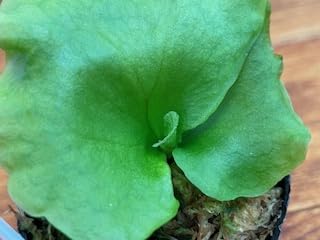 Amazon｜frog_yamato【ridleyi nano】リドレイ ナノ 細葉 ビカクシダ