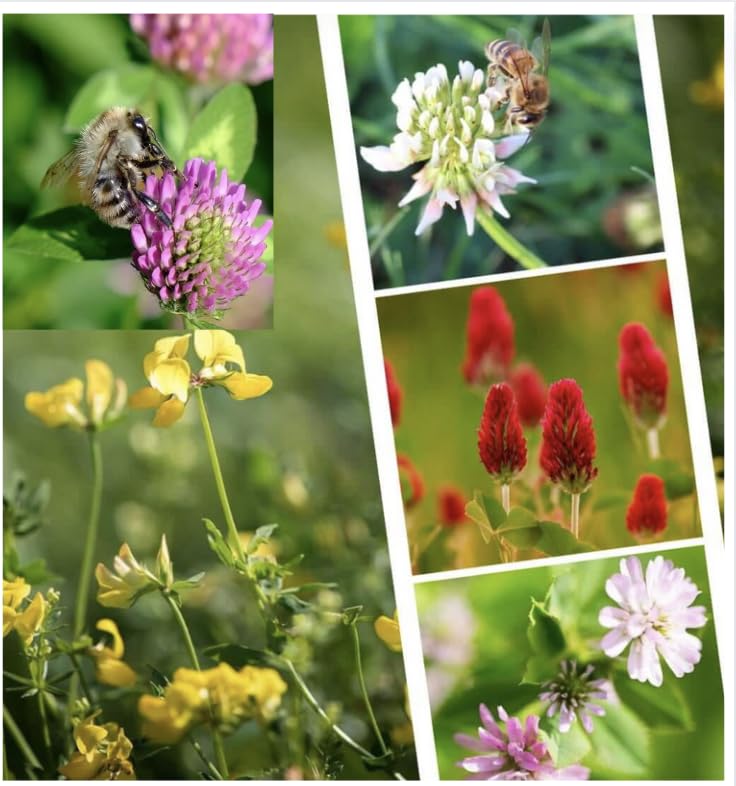 Clover 4 Mix Cover Crop, Attracts Bees & Butterflies, Includes White, Bird's-Foot Trefoil, Crimson Clover & Persian (100, Grams)