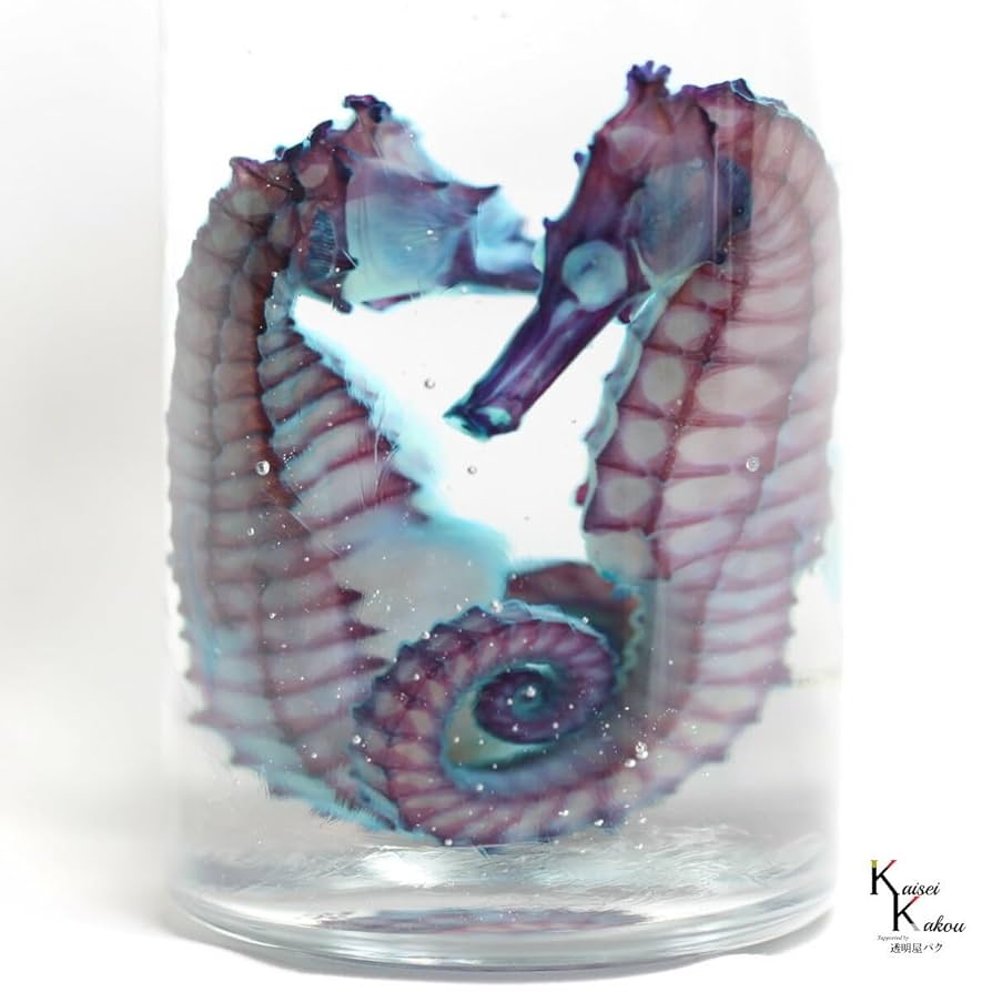 透明骨格標本　絶滅危惧種クロウミウマなど 透明標本 クロウミウマ オスメスペア」 タツノオトシゴ skelton