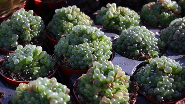 SANHOC 50pcs Fresco Reale Haworthia Cooperi Baker Semillas