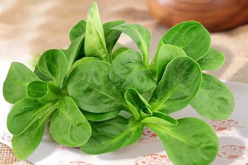 Semillas Ensalada de maíz Lechuga de cordero Verduras tradicionales para plantar sin OMG