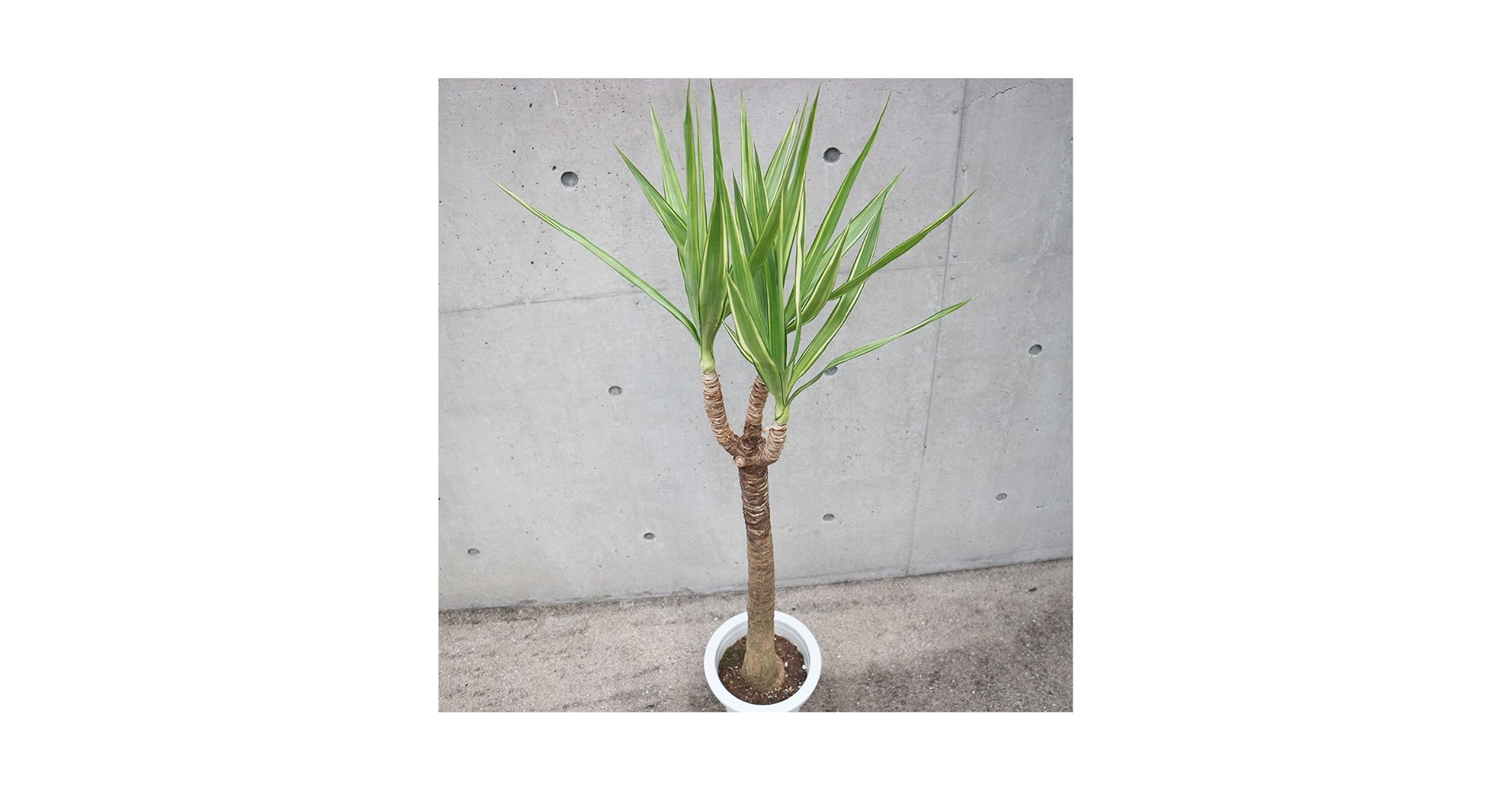 Amazon.co.jp: 斑入りユッカ (青年の木) 観葉植物 大型 8号 L