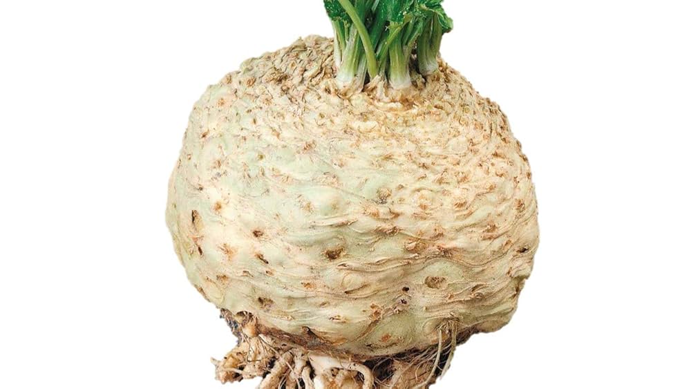 Amazon.co.jp: 植物種子 巨大セロリアーク（根セロリ）種 60粒