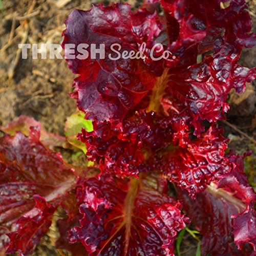Red Velvet Lettuce 150 Seeds
