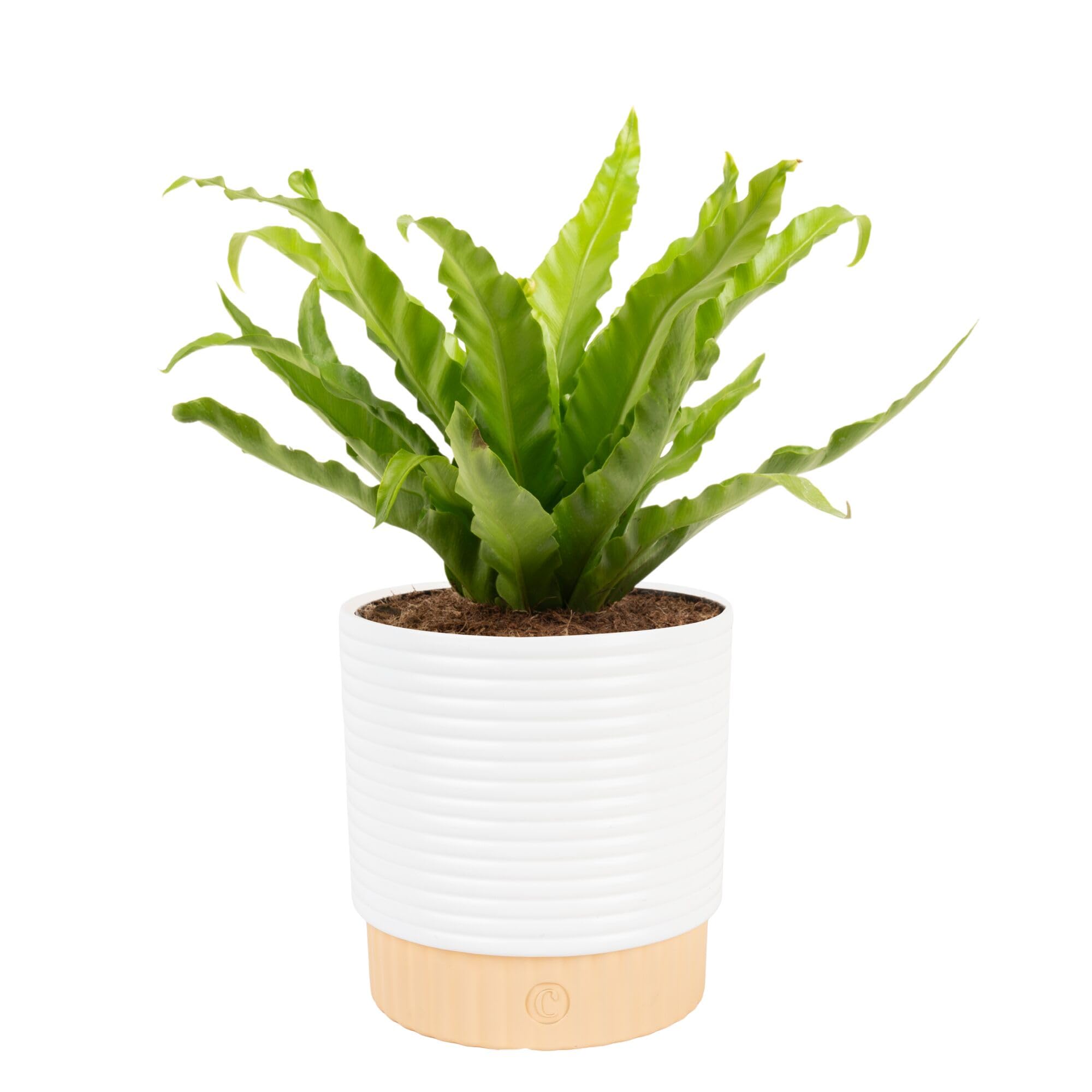Costa Farms Bird's Nest Fern Live Plant in Decorative Pot, Air Purifying Indoor Houseplant, Perfect for Home, Room, or Office Decor, Great House Warming or Birthday Gift, 12-18 Inches Tall