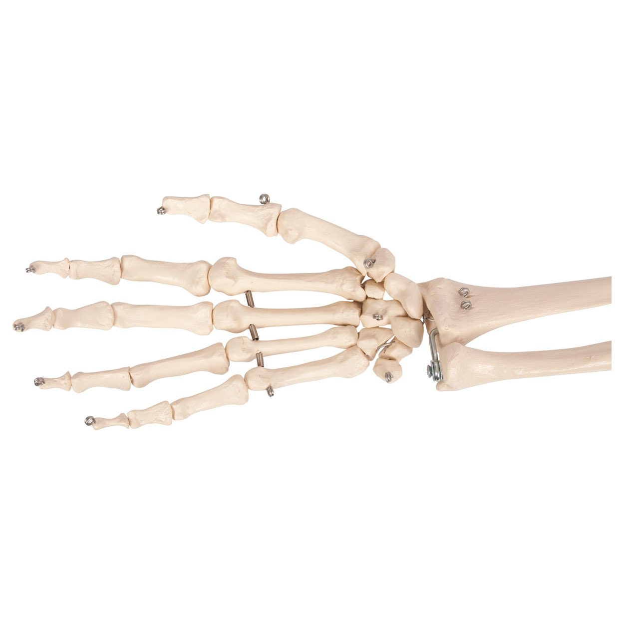Bewegliches Armskelett mit Hand und Schulter, Anatomie Modell, Lehrmittel