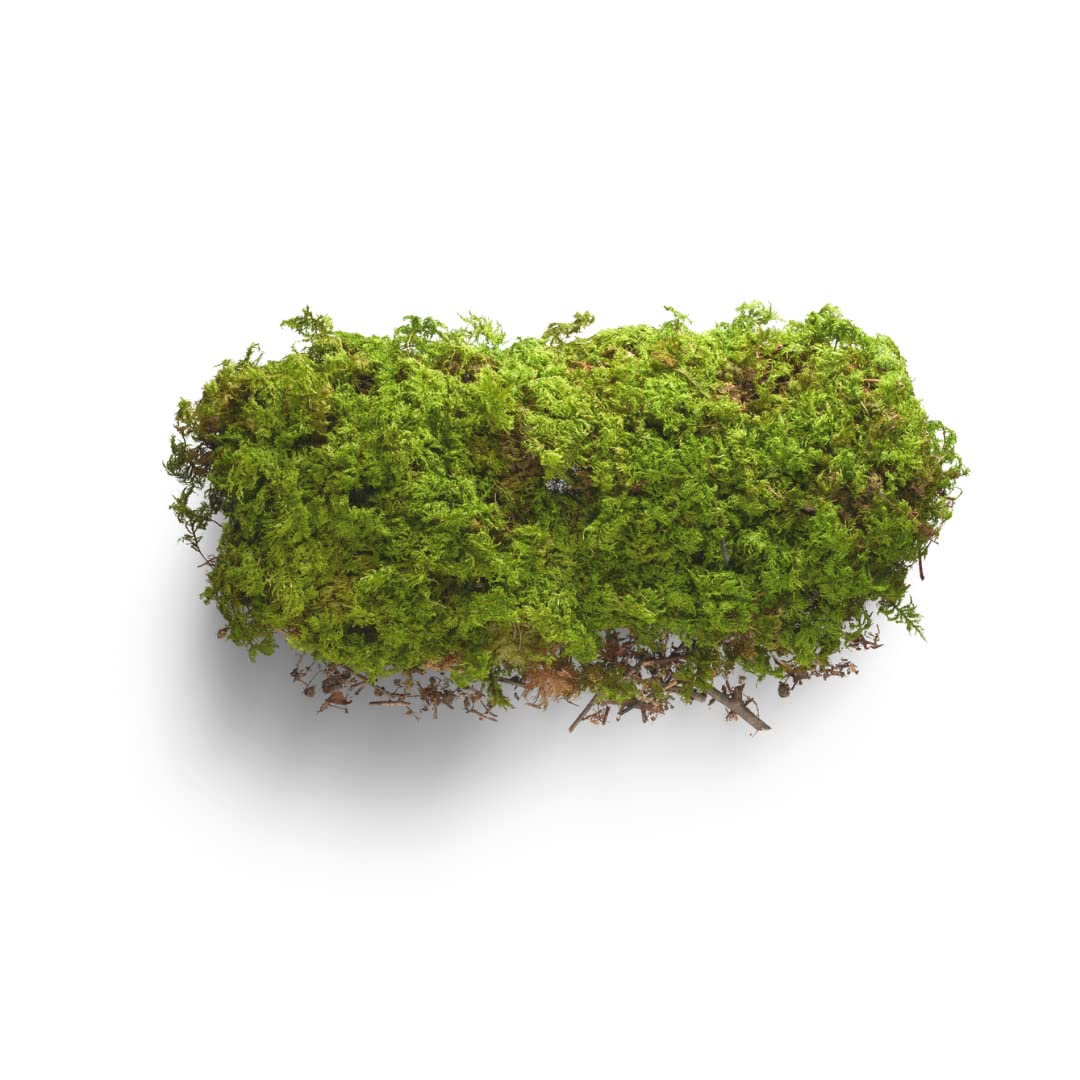 MVM e-comerce Natural Dried Moss Grass Preserved for Pots with The Nice Green Appearance for Home and Garden - 500 grms (2kg)