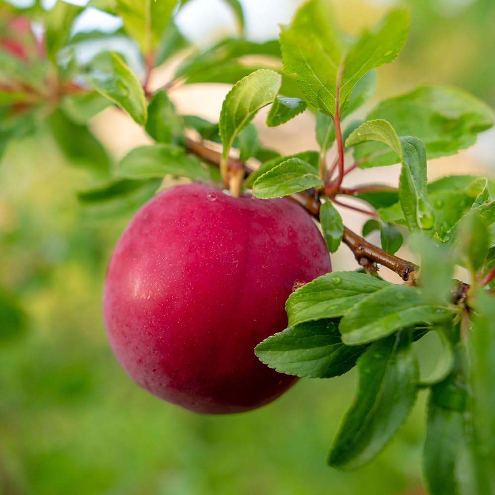 Gulf Ruby Plum Tree