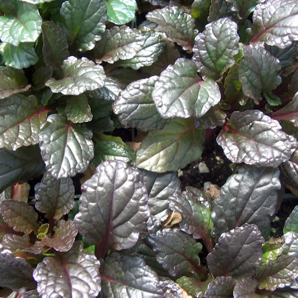 6 x Kriechender Gnsel - Ajuga Reptans Rainbow Topf 9x9cm: Bunte Bltter  fr lebendige Beete. : Amazon.de: Garten