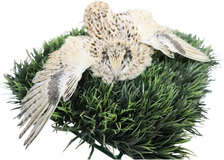 Jumbo Italian Quail Hatching Eggs (Count, 12) from quality breeder - Premium Quality, Robust Health, High Fertility, Carefully Inspected and Packaged for Freshness and Viability