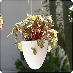 Cachepot Suspenso Egg Autoirrigável