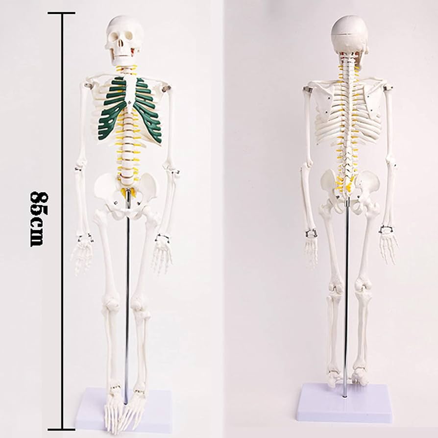 EDU TOYS▽human torso 人体模型パズル EDU TOYS▽human torso 人体模型パズル