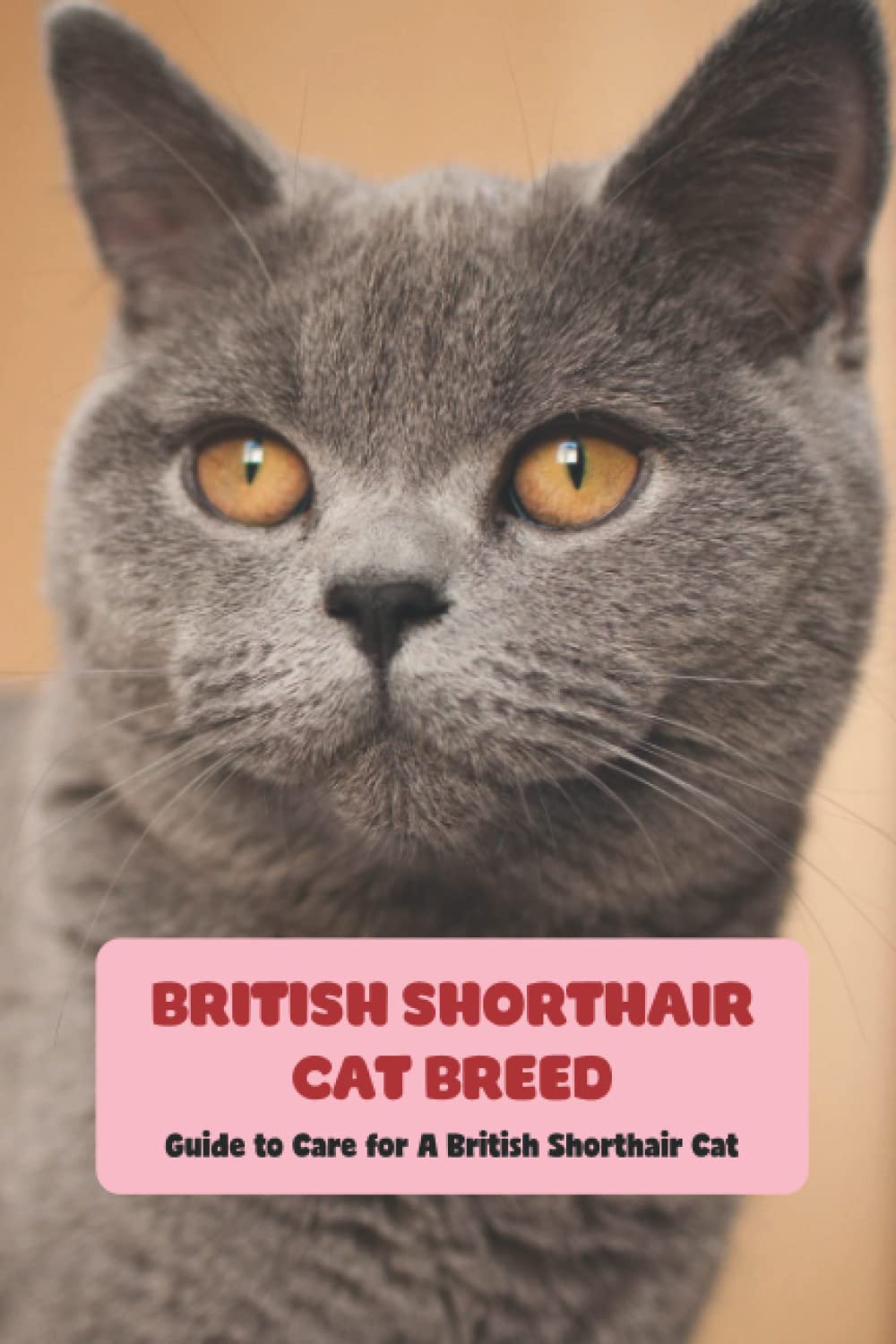 British Shorthair Cat Breed: Guide to Care for A British Shorthair Cat: British Shorthair Cat