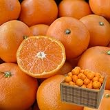訳あり みかん 10kg（箱込約10kg）和歌山県産 ご家庭用