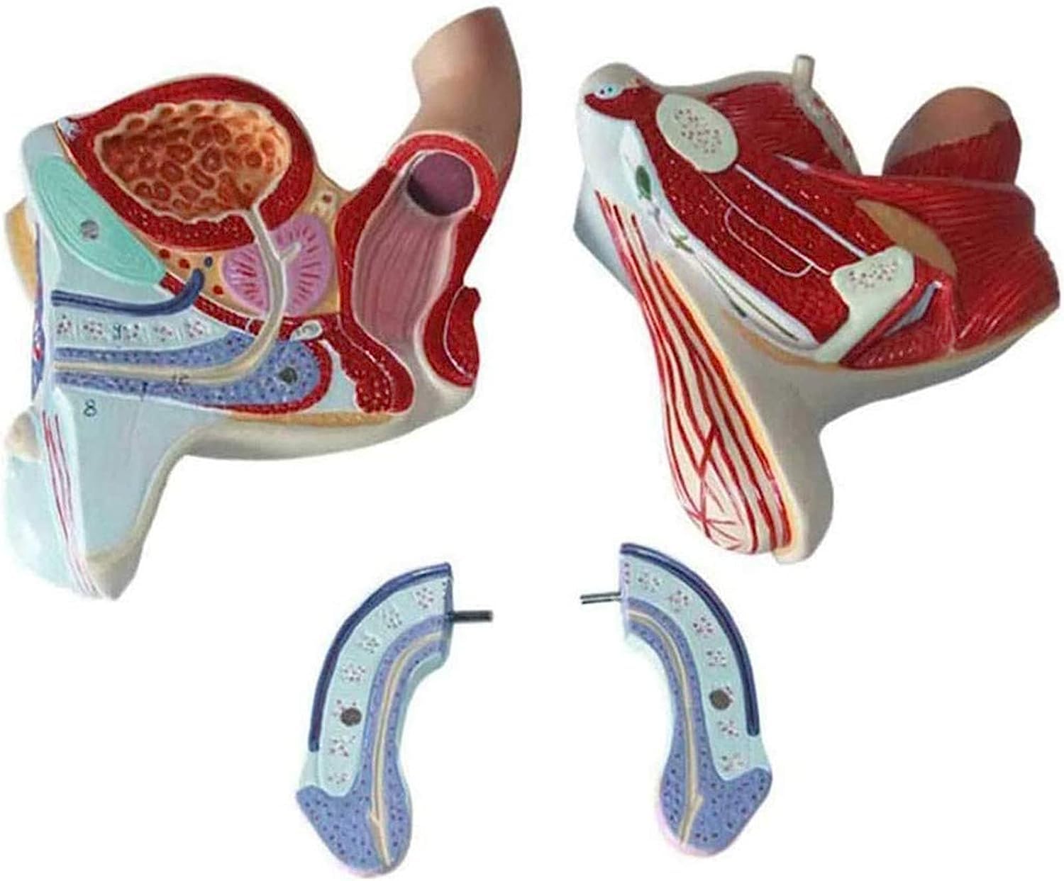 Modello di organo genitale maschile, Muscoli pelvici Modello MMale Sistema Genitale Modello Anatomico, Modello di Anatomia Umana in PVC, Modelli di Organo Riproduttivo per Formazione Educativa.
