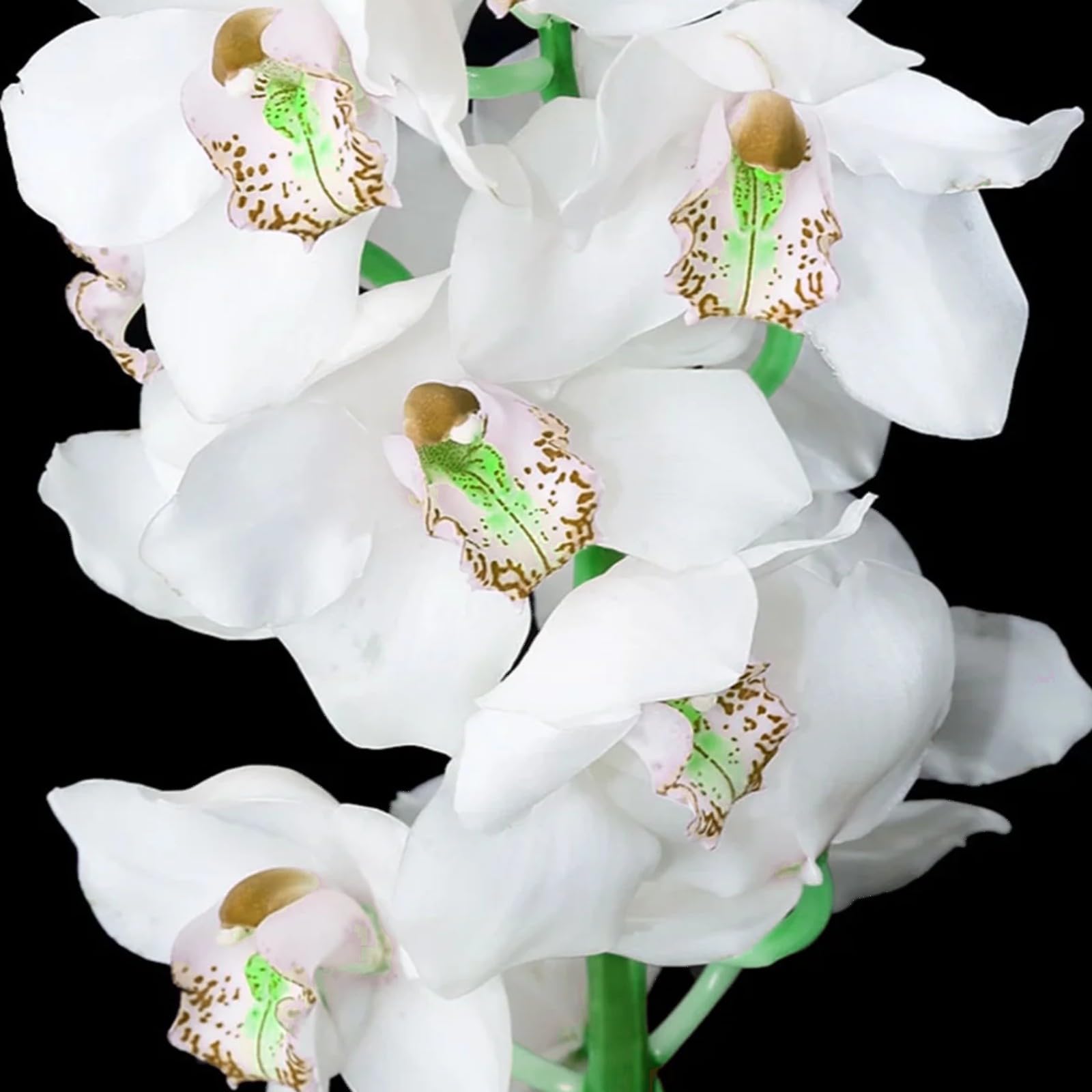 Cymbidium Bulbs Mix for Planting Now UK/Natural Organic/Strong Plants That Grow Well/Good for Containers/Greening Flower/Cut Flowers/Wedding Flowers.-5bulbs-C