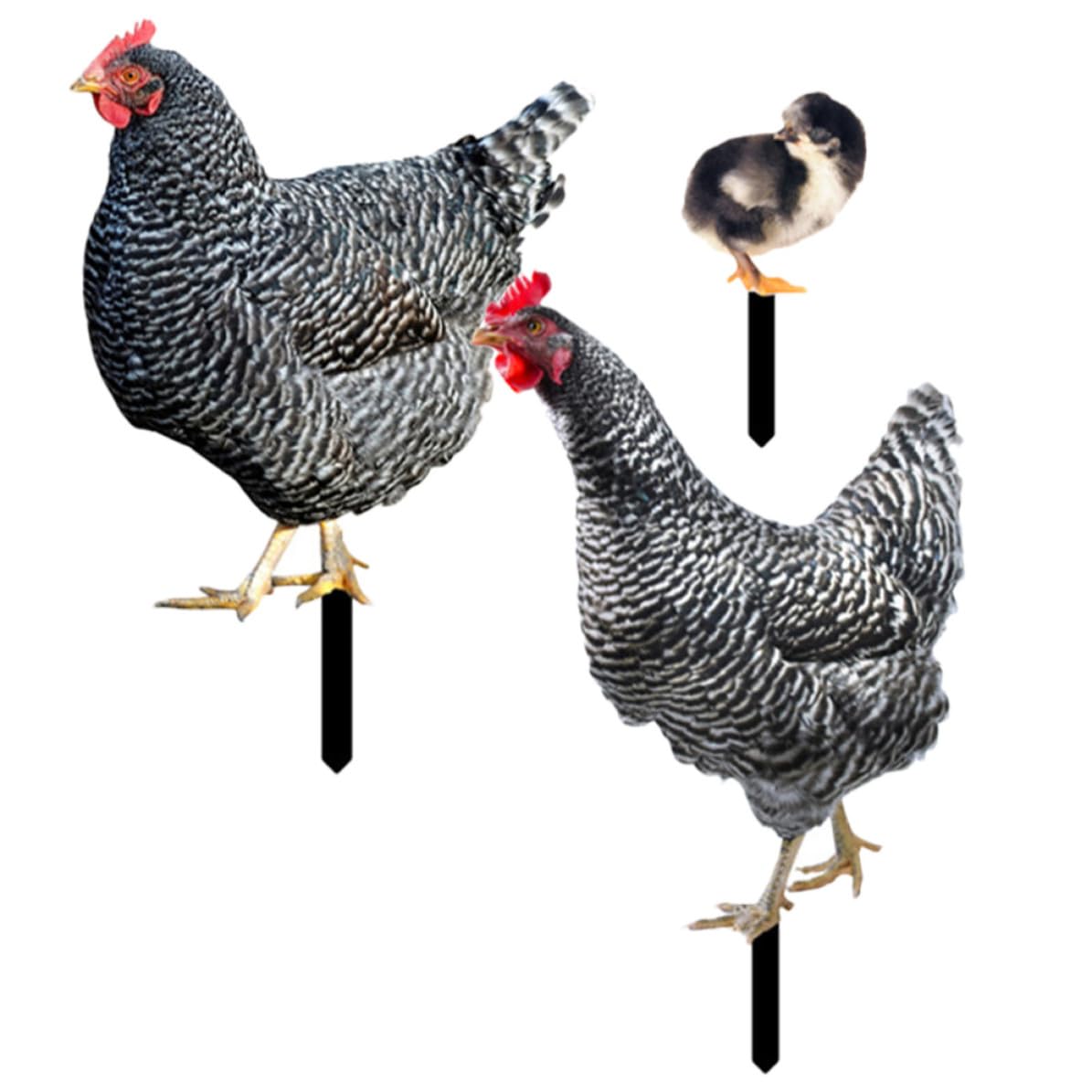 3pcs Realistic Acrylic Chicken Garden Stake Sign with Lifelike Details