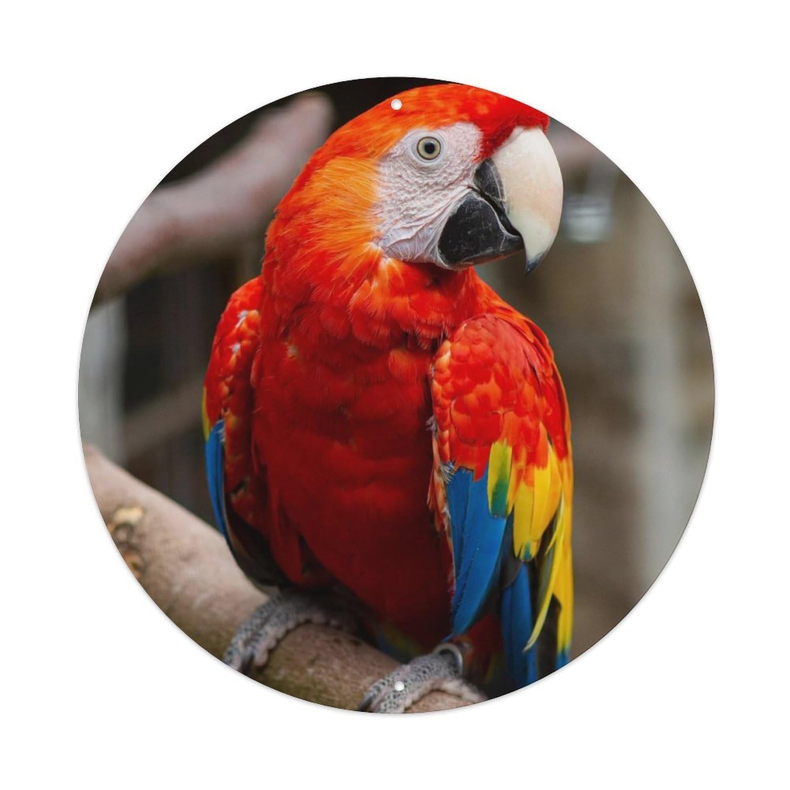 Red-feathered Parrot Bird Vintage Metal Tin Sign Plaque Wall Decor for Cafe, Club, Garden Round Metal Poster 8x8Inch