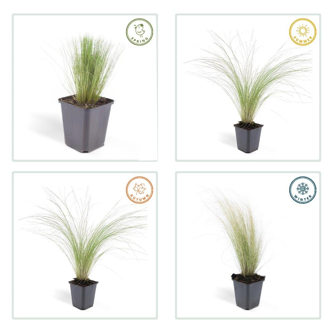 Plants by Frank Stipa Tenuissima Ponytails, 48x Federgras Pflanzen, Ø 9 cm
