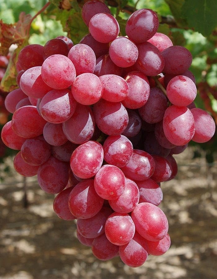 Image of GreenWorld Rare Sweet Red Grape,Lal Angoor (Guti Kolom) Live Plant Hybrid Big Size inchSpecial Variety inch(Fruit After 1 Year)