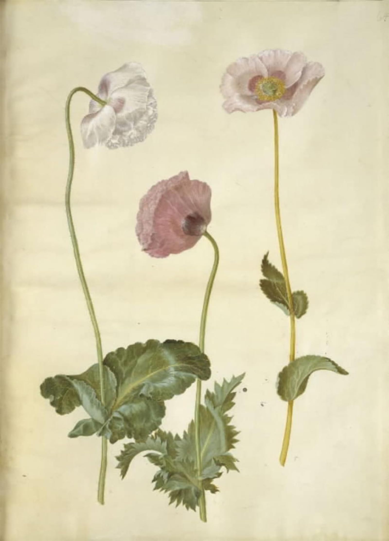 ARTXLXXBN Famous Prints Artwork Pictures Poster Painting Art Papaver Somniferum by Hans Simon Holtzbecker Artwork Landscape Pictures for Home Decor 60x90cm
