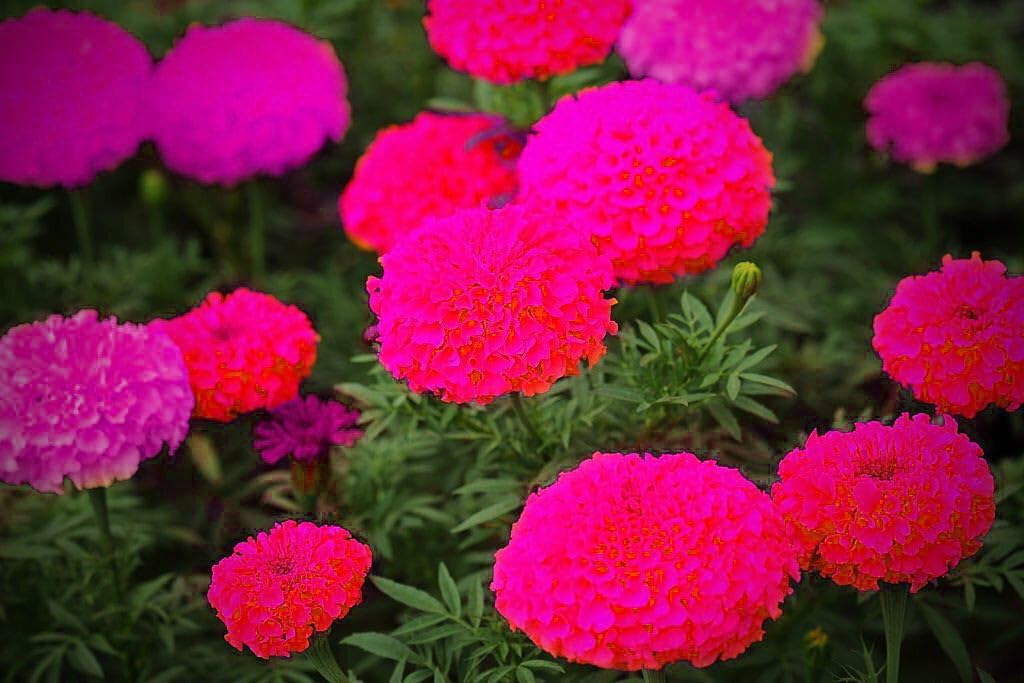 Purple Blue Marigold Seeds, Purple Genda Phool Seeds 100% Germination(65 Seeds) (B0CPHZZB7M) Amazon Price History, Amazon Price Tracker