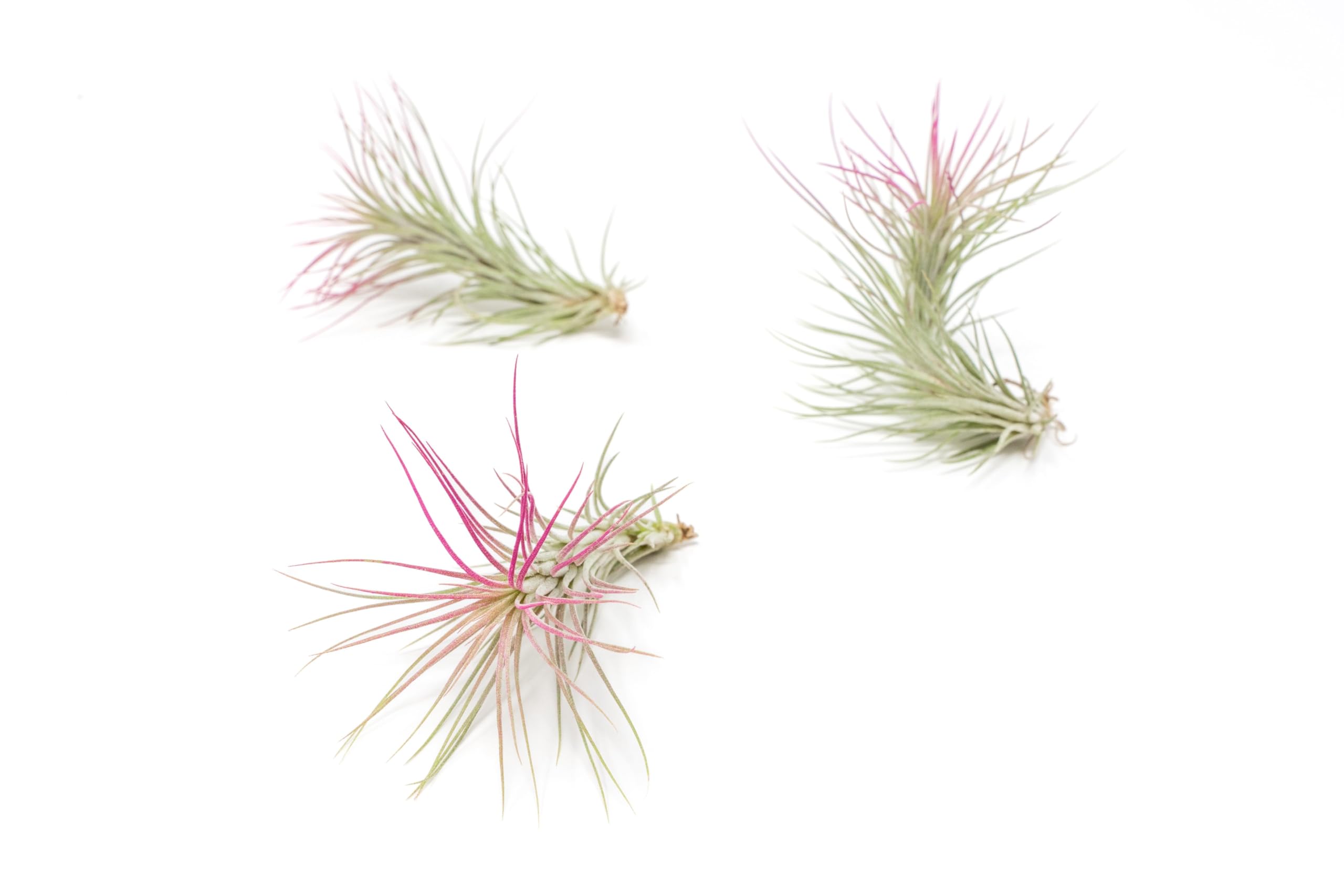 Fuchsia Colorful Tillandsia Air Plants - Long Lasting Color Enhanced Live Tillandsia Succulent House Plants - Home and Garden Decor - Easy Care Indoor
