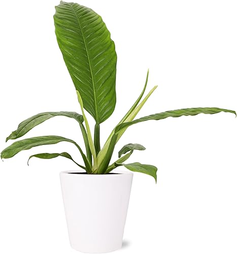 Green Circle Growers Philodendron Campii - Plantas de interior vivas en maceta blanca Quinn de 5 pulgadas, planta de interior