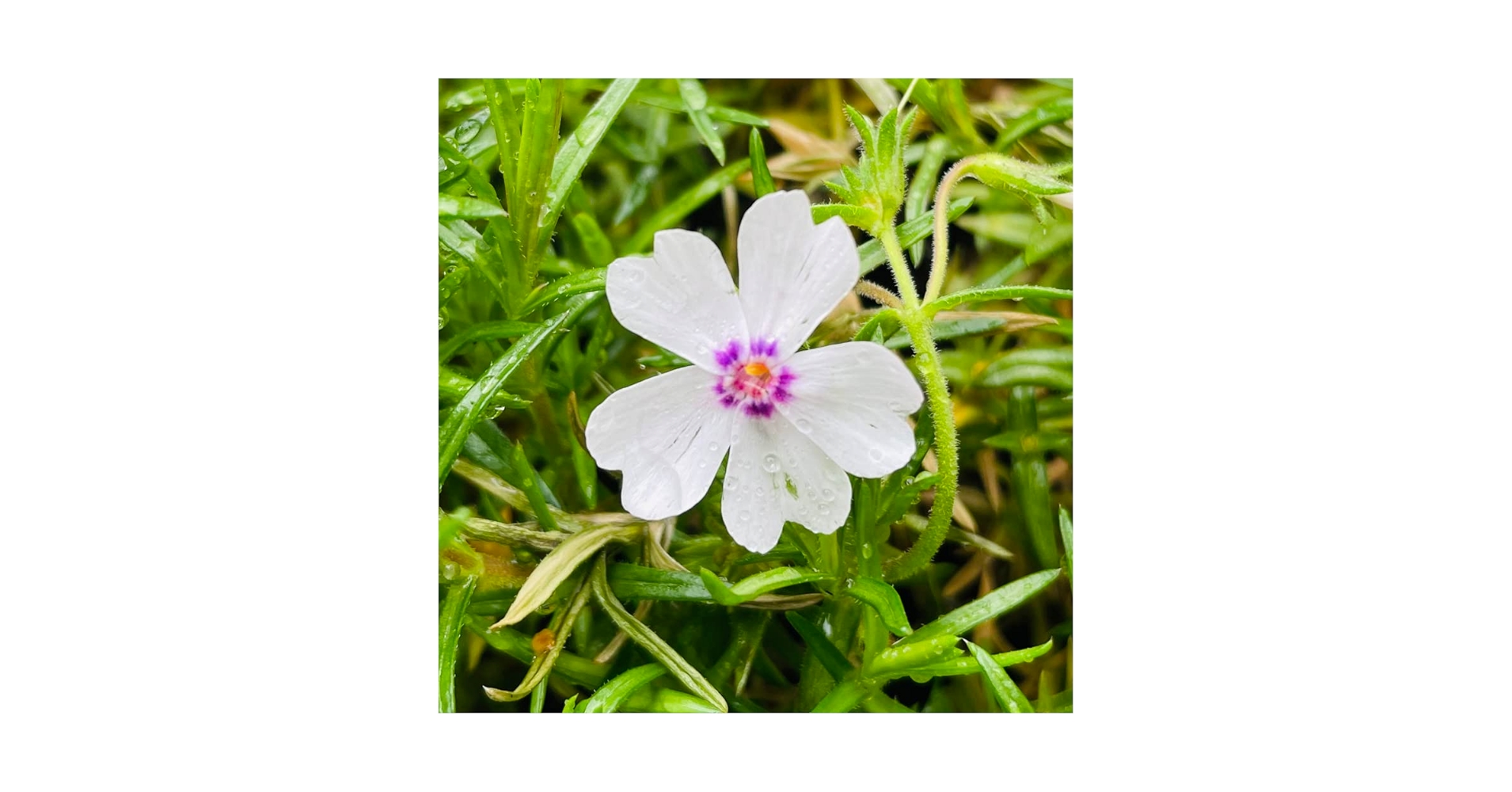 Amazon.co.jp: 芝桜（シバザクラ） アメージンググレイス 白品種
