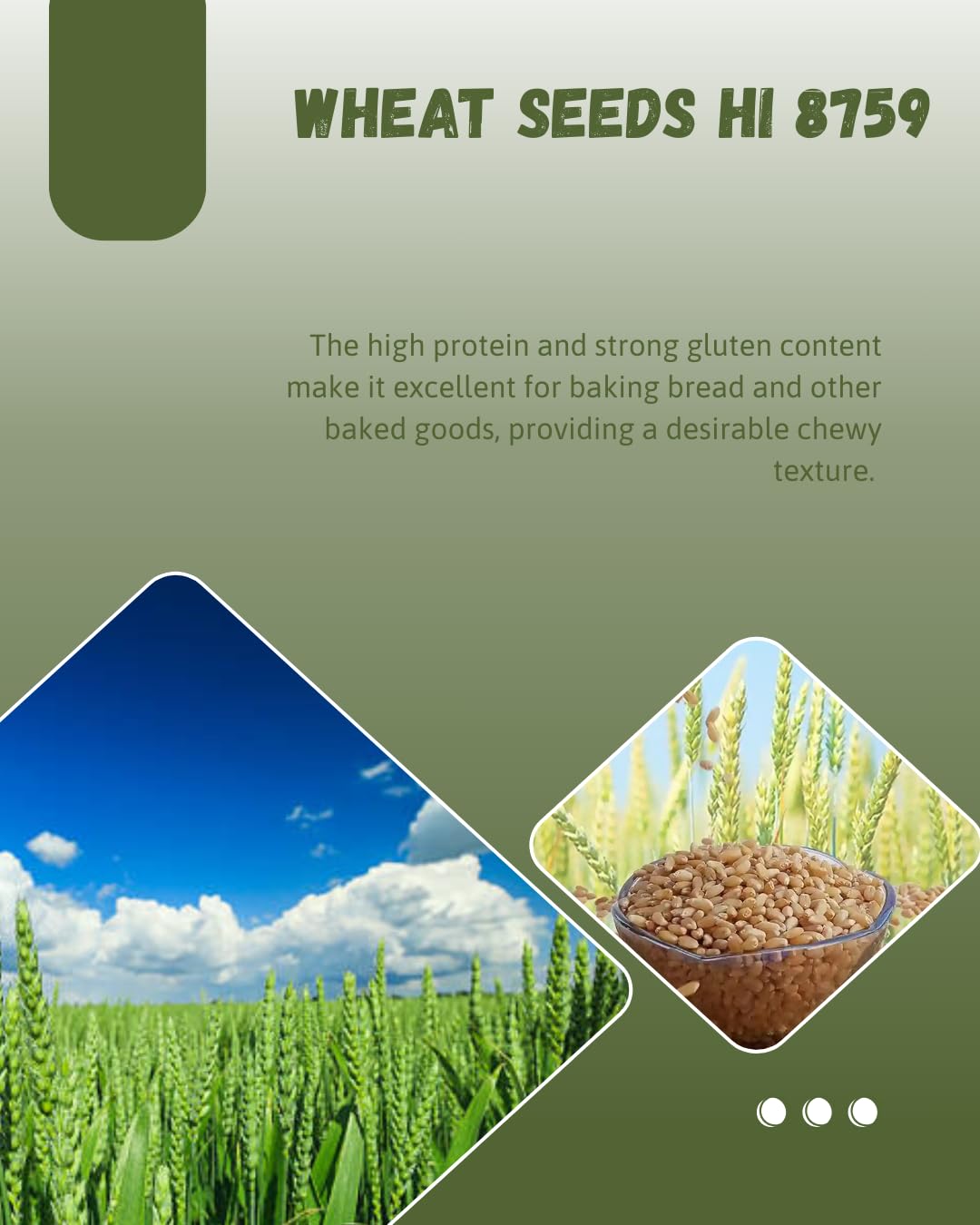Sampada Agritech | Brown Wheat Seeds | Hi 8759 (Puja Tejas) Wheat Seeds for Sowing, Farming & Agriculture | 10 KG 4