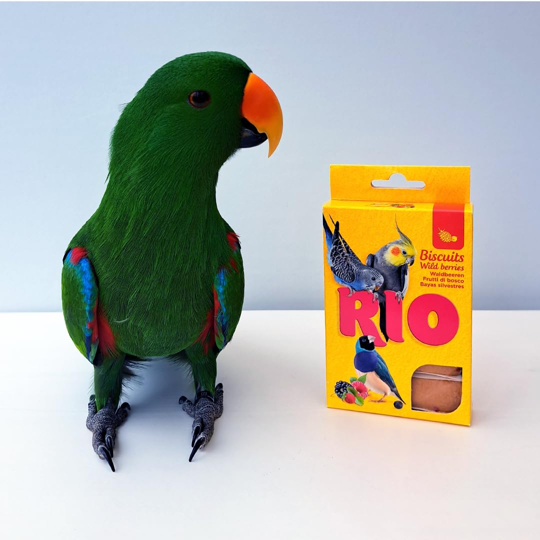 RIO Biszkopty z leśnymi jagodami, dwupak, 2 x 35 g, karma uzupełniająca dla ptaków ozdobnych, składa się z całych jaj i zbóż, dla urozmaicenia w planie posiłków
